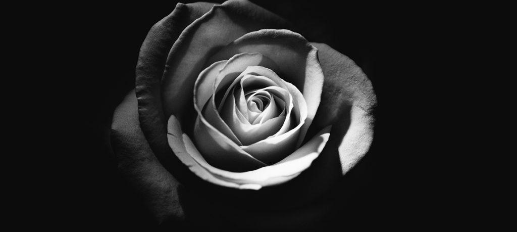 black and shite rose